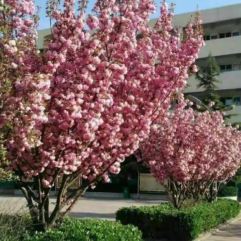 正是校园好风景，樱花时节齐欢度——贺进小学争创绿美校园，喜迎首届樱花节