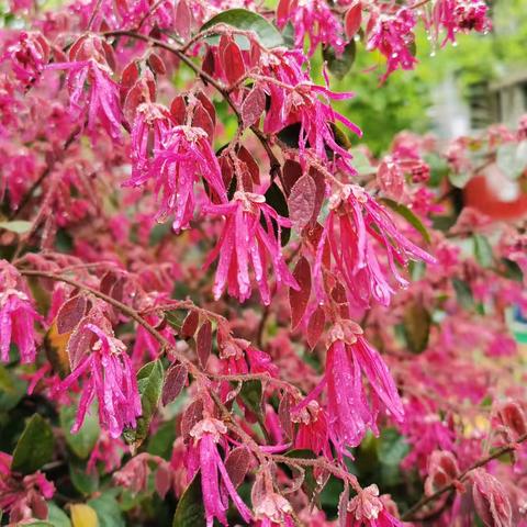 “春意盎然”歌声唱响（二）