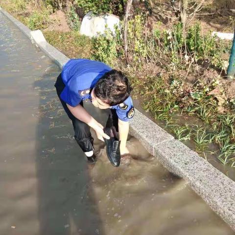 暴风雨后的蓝色忠诚