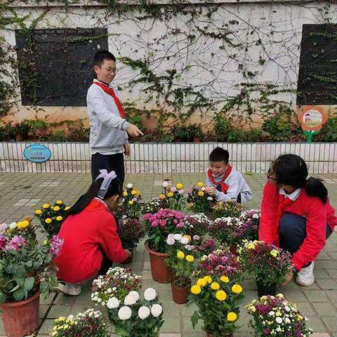 不是花中偏爱菊，此花开尽更无花