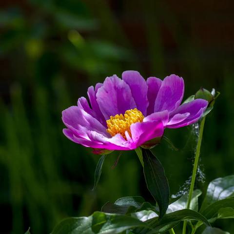 我把鲜花献给党