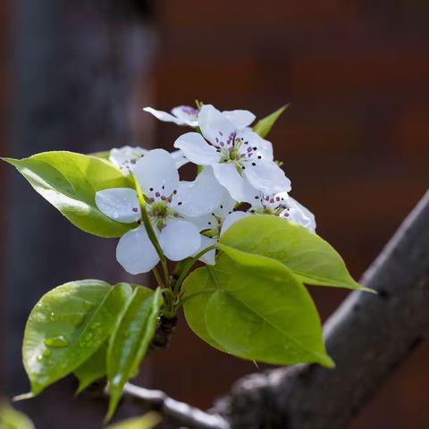 春风送暖，梨花盛开