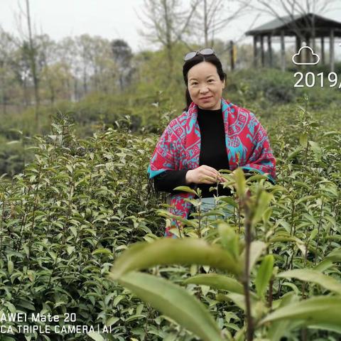 湖光潋滟山色好，风光旖旎茶也新