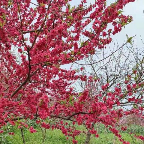 “桃花潭水深千尺，不及汪伦送我情”