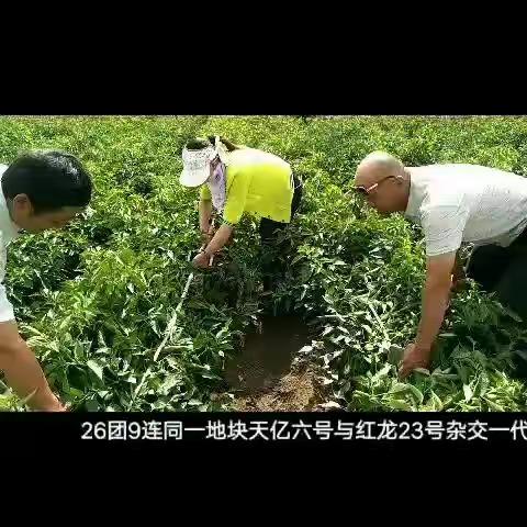 【新品种展示】福斯特天亿五号、天亿六号，2109年库尔勒北四县种植推广