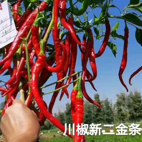 2021年【掌上农资】代理二金条、线椒等特色辣椒品种介绍