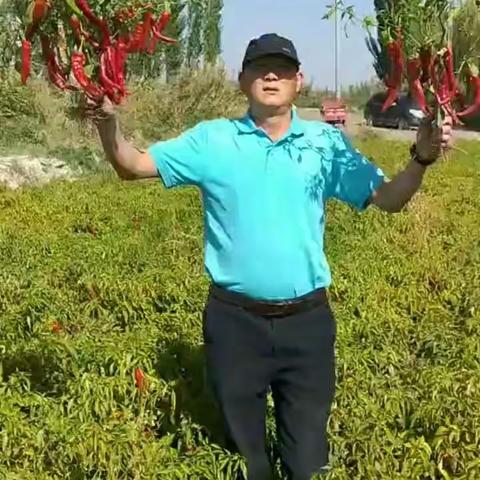 【505新品种展示】505色素辣椒――未来之星