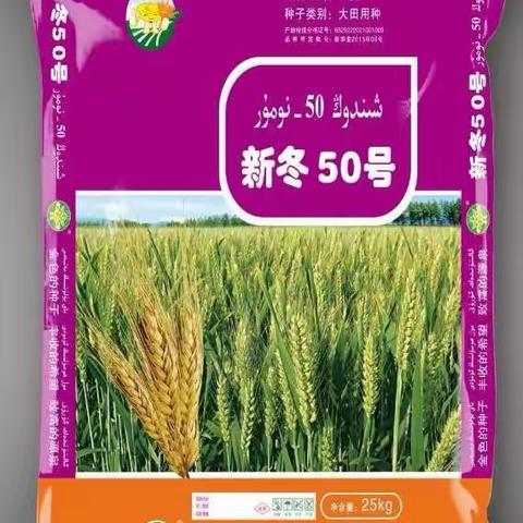 2021年新冬50，冬小麦现场观摩会