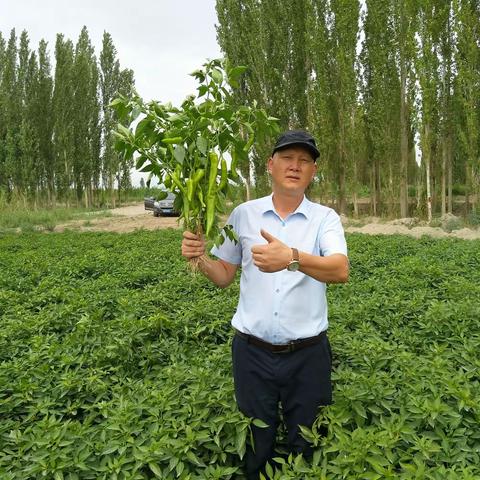 505：最新育成的高产、抗病杂交种。