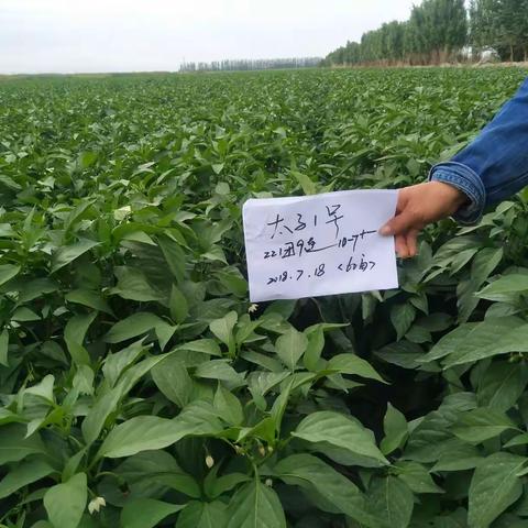 川椒种业――太子一号，亚克西！