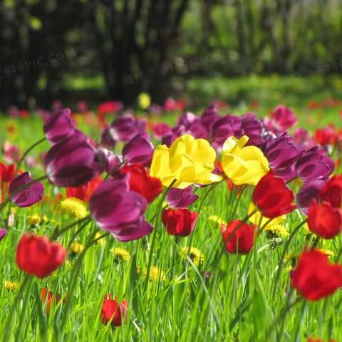 携三五好友，赏四季花海。