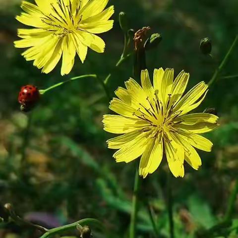 路边的野花不要采