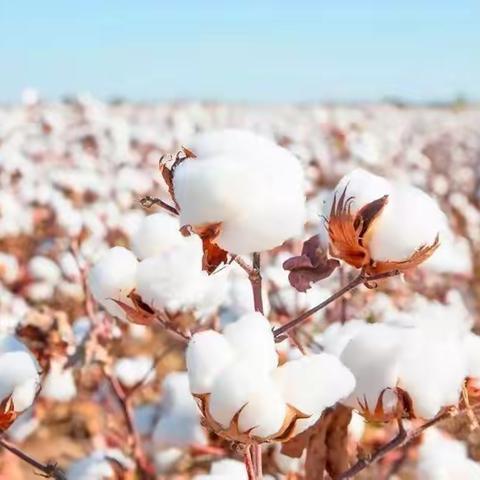 好眠需好棉，三花暖新田