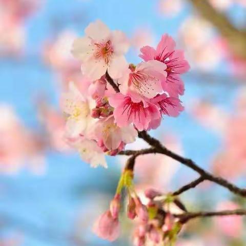 三月花开春意浓 线上学习正当时——新城小学二年级一班假期学习纪实