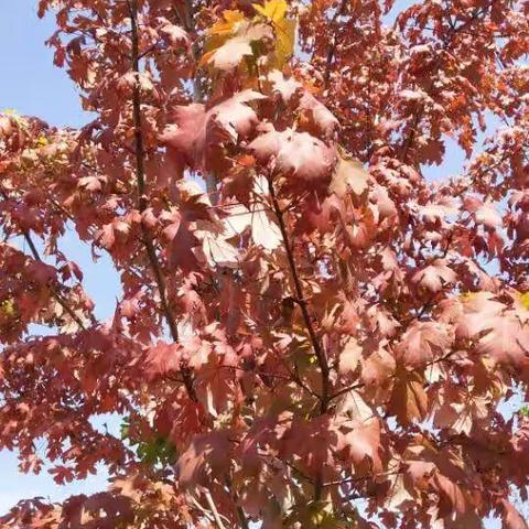 初心不变，心向党，宋村小学庆祝祖国73华诞