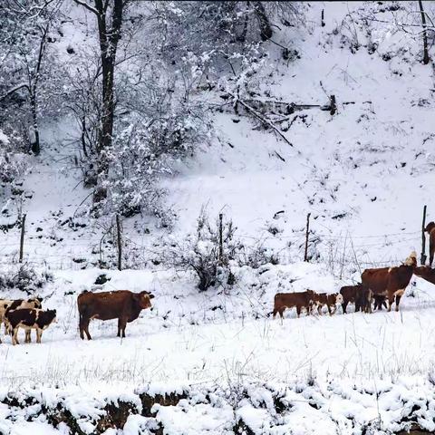 春后雪景，童话关山