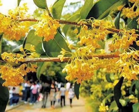 我们开学啦：新学期，你好！——一小育才校区二年级开学日记