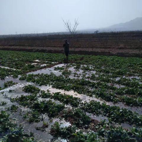 华阴市孟塬镇：“四支队伍”最近忙