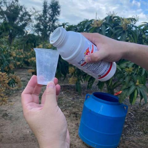 护戈芒果蓟马实验