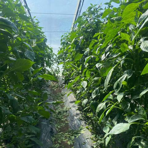 蓟龙破海城蓟马实验