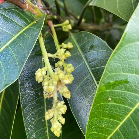 海南崖城芒果吊丝虫康纳力实验