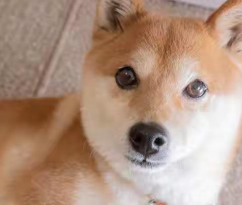 『柴犬冷知识』柴犬可以纯吃素？狗狗的思维模式原来是这样