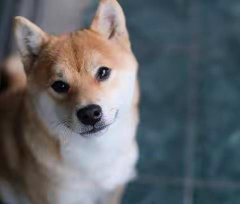 『柴犬冷知识』玩具对狗狗的重要性有多大？科技革新带来更大乐趣