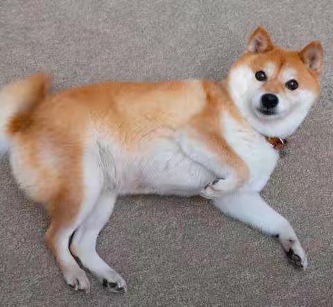 『柴犬冷知识』柴犬飞机耳暗藏情绪，搭配动作解读柴犬的内心戏