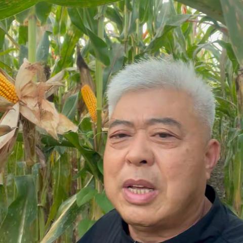 如果您想种青食两用玉米请来沃裕公司示范田看看