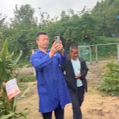 9月24日种植大户冒雨观摩高产玉米