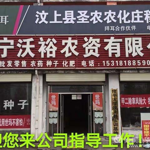 温馨提示！今年暖冬小麦一定要防治地下害虫