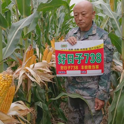 马齿玉米好日子738优异表现
