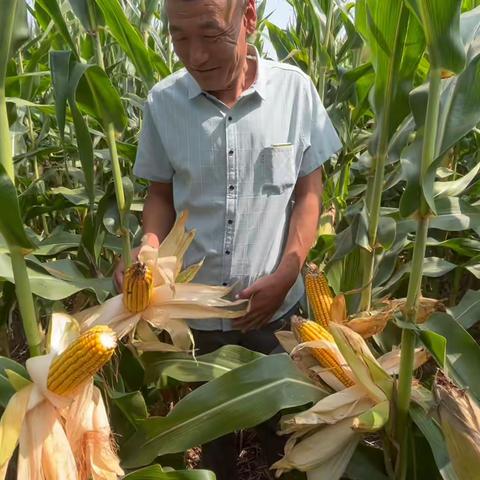 华农658在汶上苑庄镇大田表现