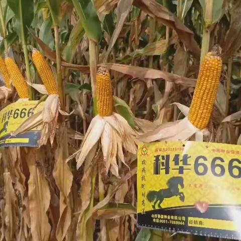 科华666年年都优秀！