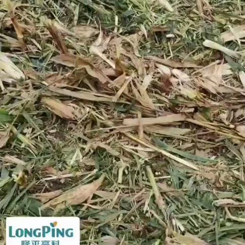 高产黄金粮隆平中玉303机收不掉粒