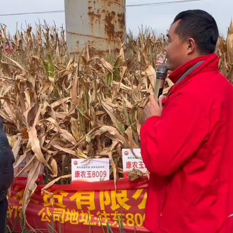 冬季看玉米肯定有适合自己的理想品种