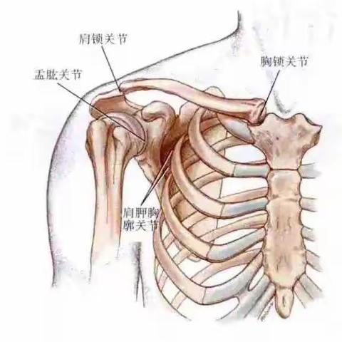 偏瘫后肩部异常的表现及康复
