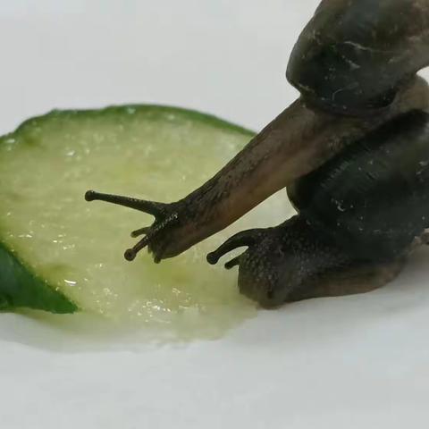 【二幼·生活课程】牵着蜗牛去散步——丛台区第二幼儿园小一班