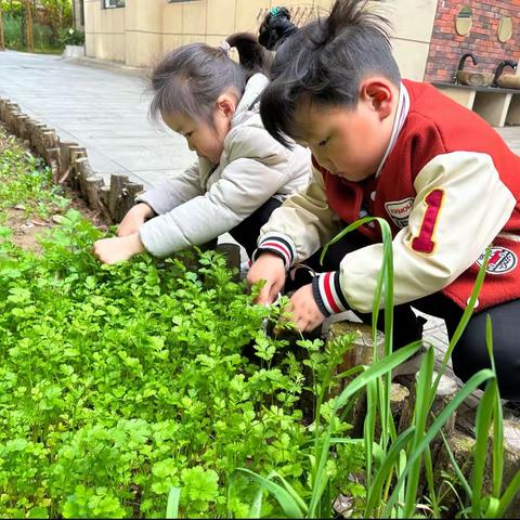 清明节·花草蛋