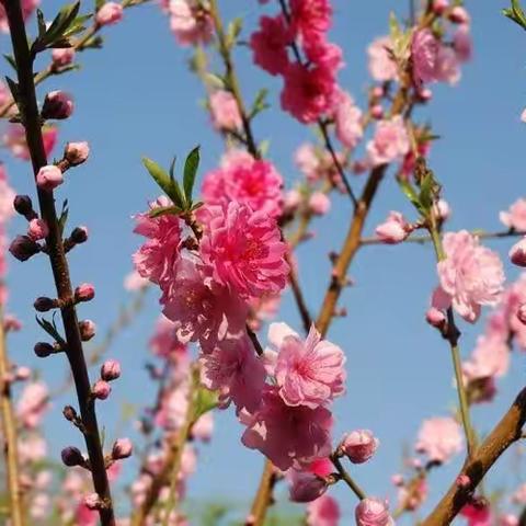 桃花开了，春天来了—城二庄幼儿园活动实录