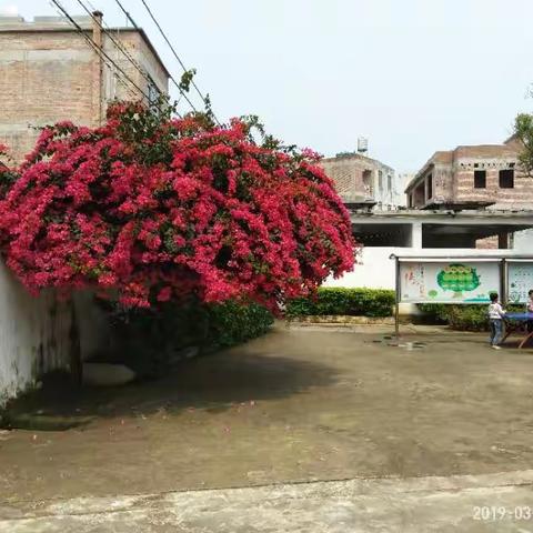 春回大地百花争艳，天降甘露古树逢春---岑溪市归义镇义和小学绿化侧记