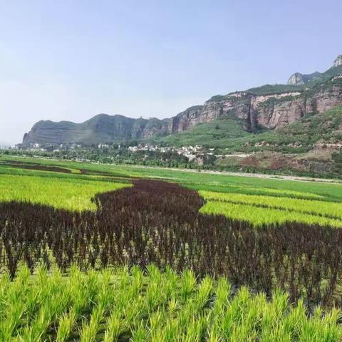 农技中心一周工作回顾（7月31日）