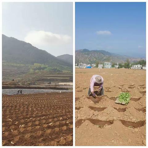 责任强化，有序移栽促生产