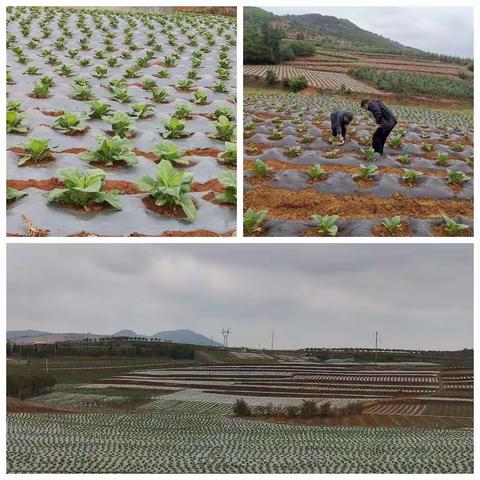 抓好病虫害防治，打赢烟叶生产保卫战