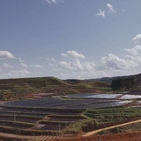 茨院烟站龙树河烟区烤烟移栽工作圆满收官