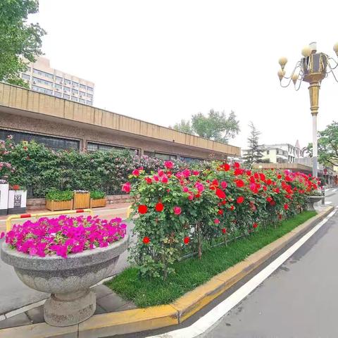 【历城月季大道】花香怡人的五月