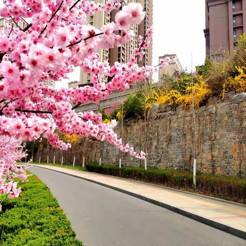 历城三月——带你漫步花径畅游花海呼吸花香