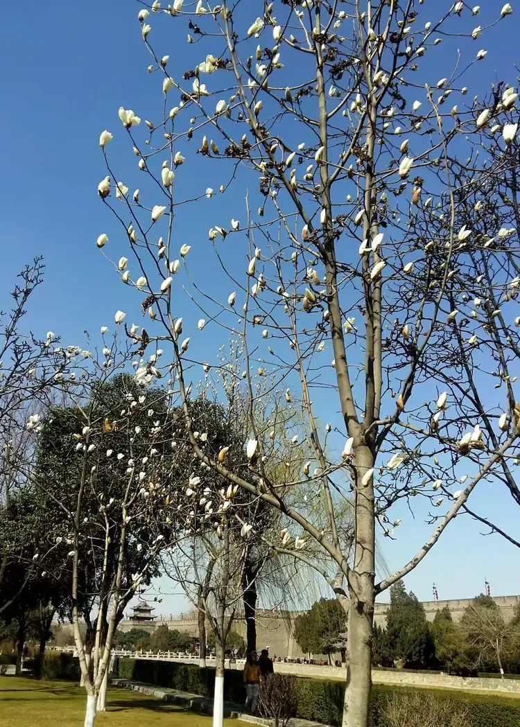 二月底的白玉兰树含苞待放