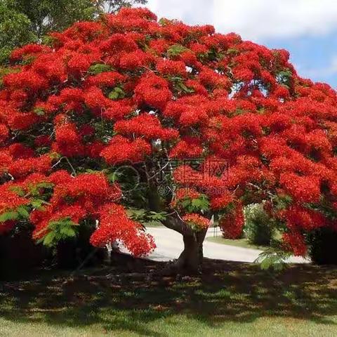 《一颗会开花的树》