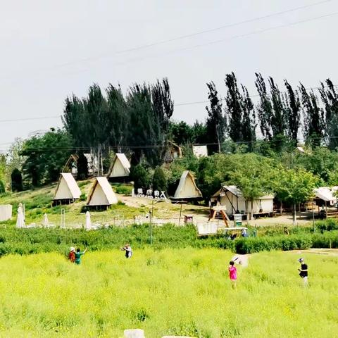 油菜花香～温榆河公园